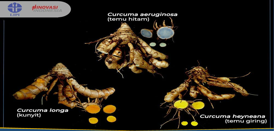 Mengenal Perbedaan 3 Jenis Curcuma